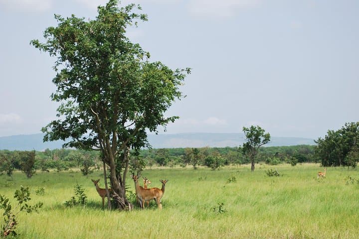 Shai Hills and Akosombo Day Tour from Accra — Lake Volta Views & Wildlife photo 3