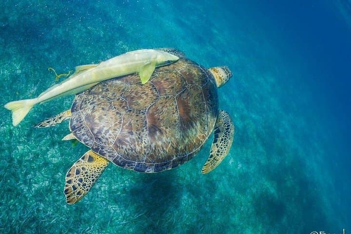 Snorkel with Hawksbill Turtles in Costa Maya — 90-Minute Reef Lagoon Boat Tour photo 2