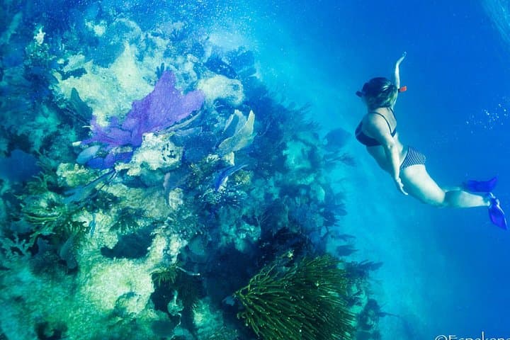 Snorkel with Hawksbill Turtles in Costa Maya — 90-Minute Reef Lagoon Boat Tour photo 3