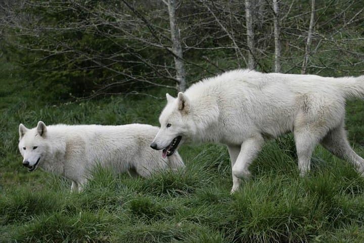Howling on the Oregon Coast: White Wolf Sanctuary Visitor Experience