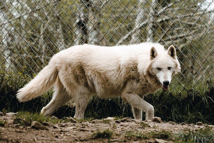 Howling on the Oregon Coast: White Wolf Sanctuary Visitor Experience photo 2