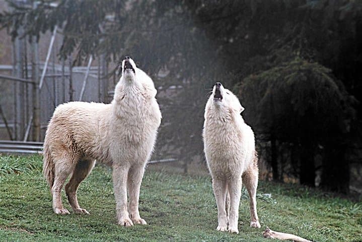 Howling on the Oregon Coast: White Wolf Sanctuary Visitor Experience photo 3