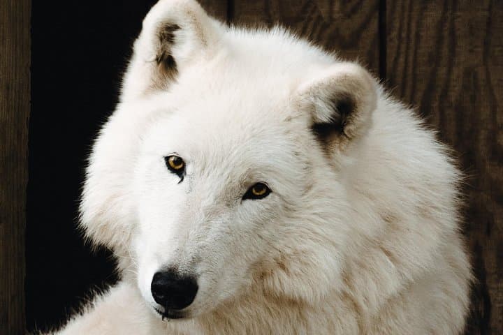 Howling on the Oregon Coast: White Wolf Sanctuary Visitor Experience photo 5