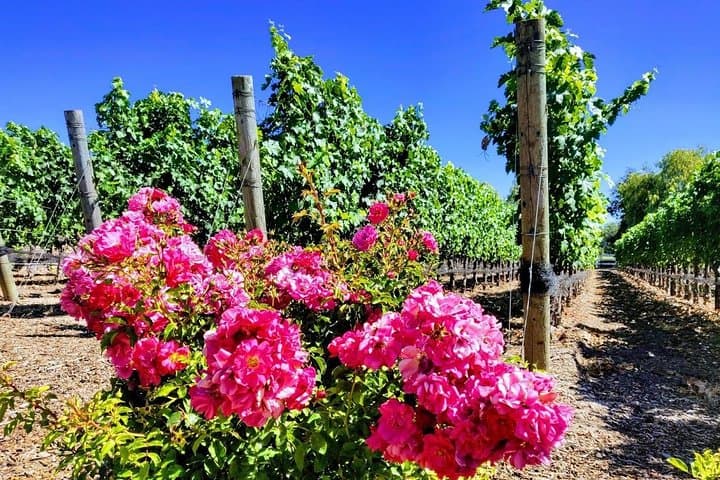 Explore Santa Barbara Wine Country: A Day Tasting Tour from Los Angeles photo 5