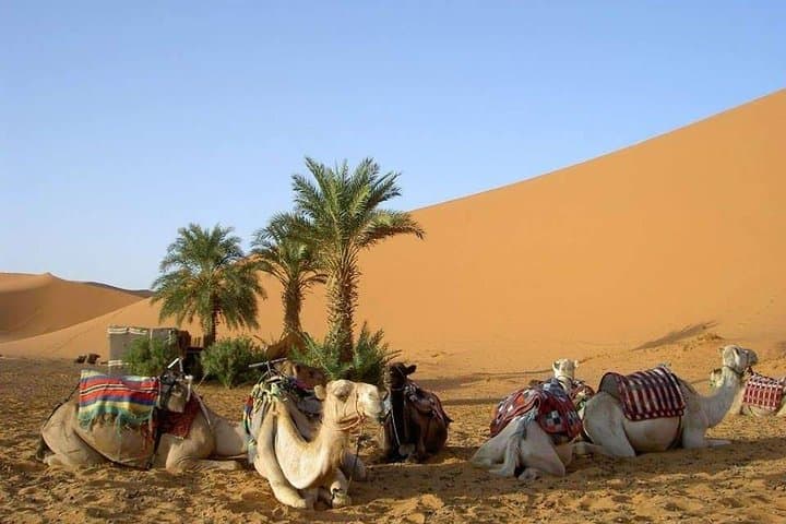 Nomad Desert Trekking: 8-Day Marrakech to Merzouga Camel Adventure