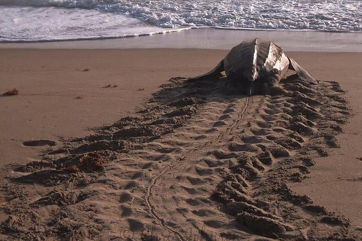 Nighttime Sea Turtle Watching at Playa Gandoca — Guided Nesting Patrols in Gandoca-Manzanillo photo 2