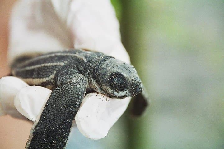 Nighttime Sea Turtle Watching at Playa Gandoca — Guided Nesting Patrols in Gandoca-Manzanillo photo 3