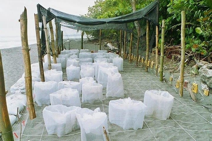 Nighttime Sea Turtle Watching at Playa Gandoca — Guided Nesting Patrols in Gandoca-Manzanillo photo 4