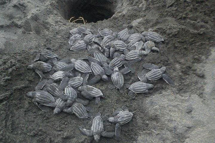 Nighttime Sea Turtle Watching at Playa Gandoca — Guided Nesting Patrols in Gandoca-Manzanillo photo 5