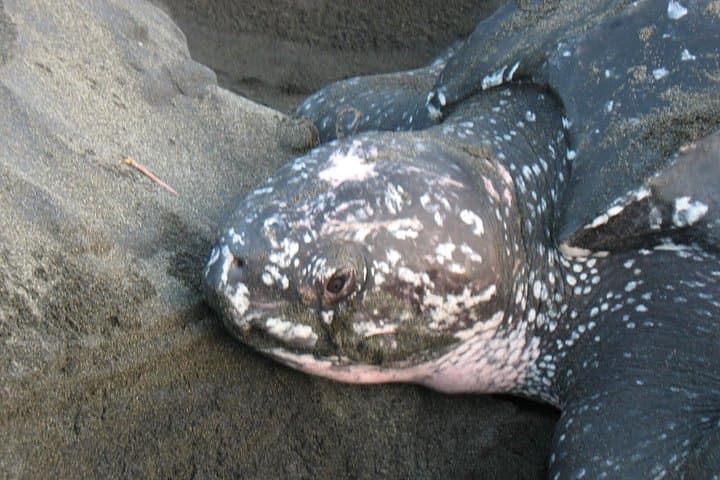 Nighttime Sea Turtle Watching at Playa Gandoca — Guided Nesting Patrols in Gandoca-Manzanillo photo 6