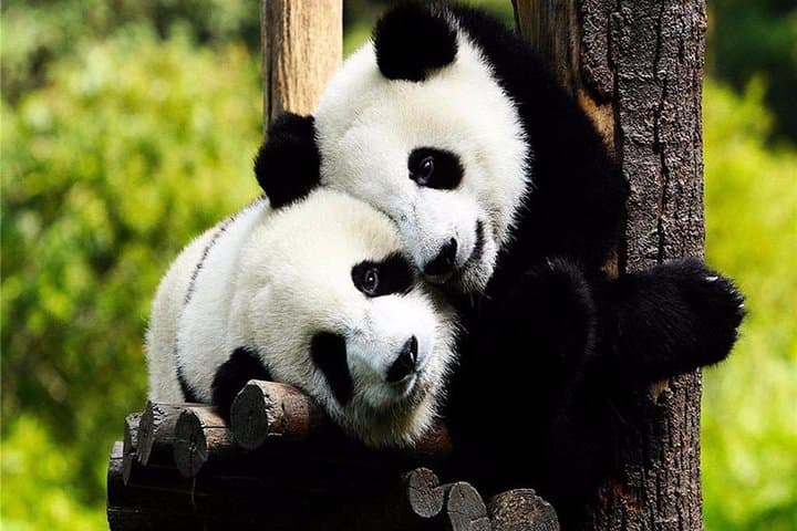 Chengdu One-Day from Xiamen: Leshan Giant Buddha & Chengdu Panda Base photo 2