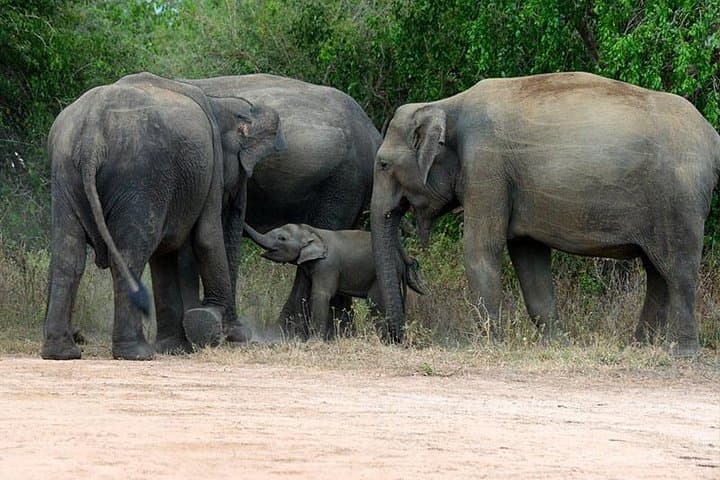 Yala National Park Safari from Hambantota: Half-Day All-Inclusive Wildlife Excursion photo 4