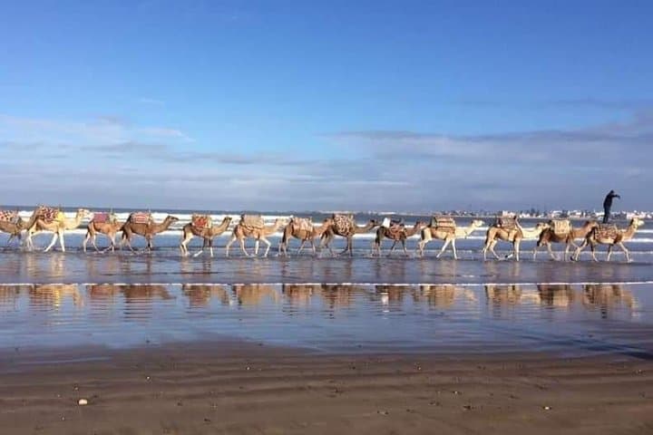 Sunset Camel Ride on Essaouira's Atlantic Beaches — 3-Hour Coastal Caravan