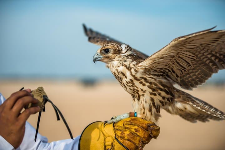 Inside Abu Dhabi's Falcon Hospital: Free-Flight Tours & Falcon Encounters photo 3