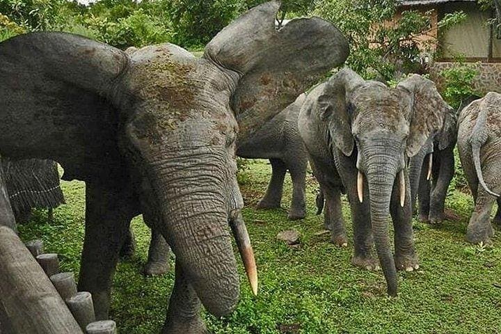 3-Day Safari at Mole National Park: Wildlife, Culture & Guided Safaris photo 5