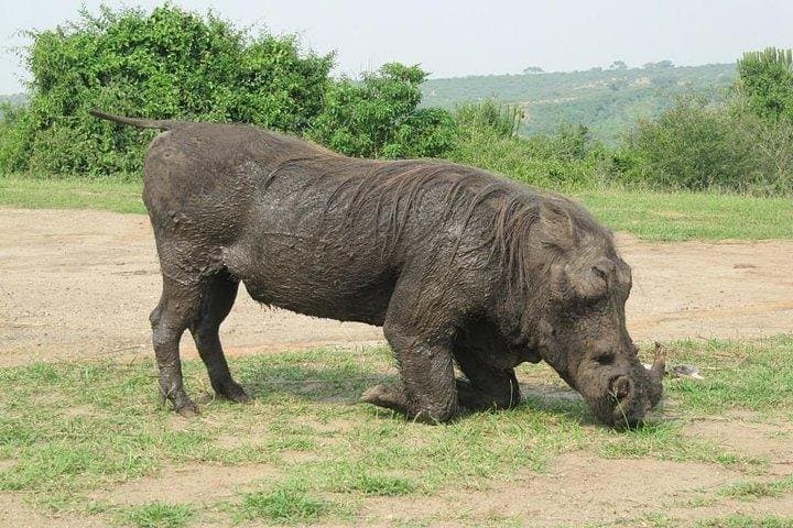 3-Day Safari at Mole National Park: Wildlife, Culture & Guided Safaris photo 6