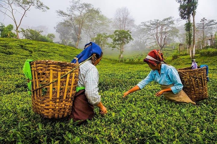 Colombo to Kandy Shore Excursion — Tea Estates, Ancient Temples & Hill-Country Roads