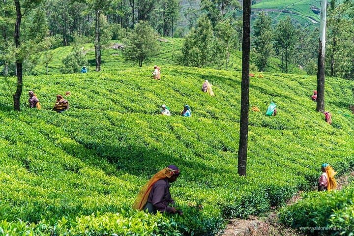 Colombo to Kandy Shore Excursion — Tea Estates, Ancient Temples & Hill-Country Roads photo 3