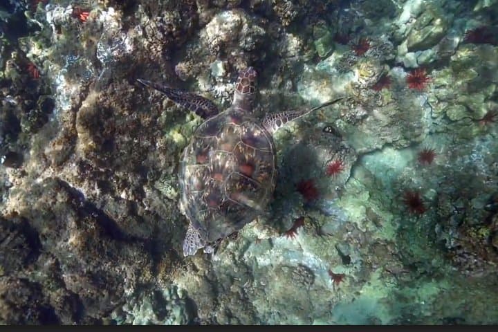 Kapalua Bay Eco Sea Scooter Snorkel Tour — Maui Coral & Turtle Guide photo 3