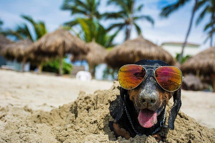 Puerto Vallarta Pet Photo Session — Professional Portraits with Your Pet photo 1