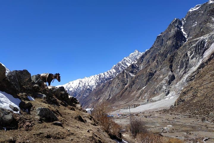 Langtang Valley Trek: 11-Day Himalayan Trek from Kathmandu to Kyanjin Gompa photo 3