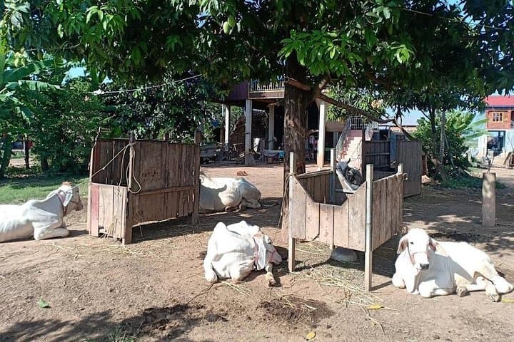 Phnom Penh Countryside Cycle Tour: 40km Cultural Ride & Mekong Ferry Crossing photo 4