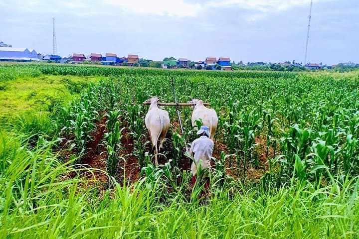 Phnom Penh Countryside Cycle Tour: 40km Cultural Ride & Mekong Ferry Crossing photo 3