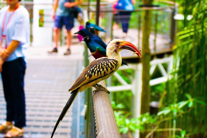 Jurong Bird Park: A Bird Photography Workshop for Beginners and Enthusiasts photo 2
