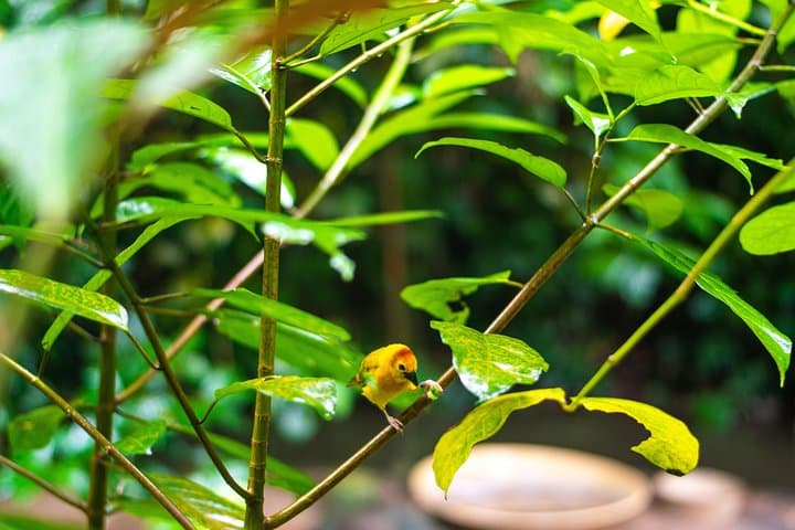 Jurong Bird Park: A Bird Photography Workshop for Beginners and Enthusiasts photo 4