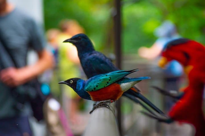 Jurong Bird Park: A Bird Photography Workshop for Beginners and Enthusiasts photo 5