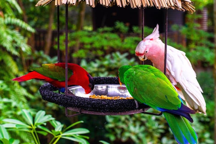 Jurong Bird Park: A Bird Photography Workshop for Beginners and Enthusiasts photo 6