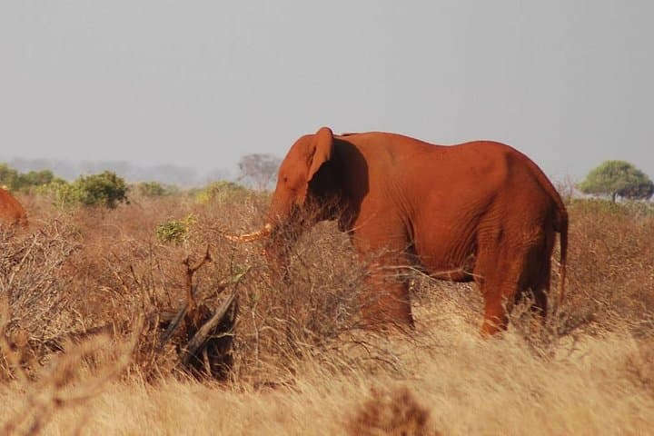 4-Day Private Safari: Mombasa to Tsavo & Amboseli with Kilimanjaro Views photo 1