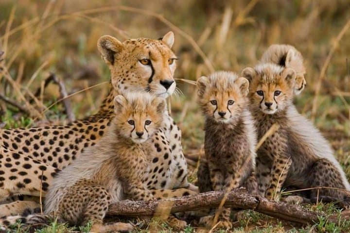 4-Day Private Safari: Mombasa to Tsavo & Amboseli with Kilimanjaro Views photo 2