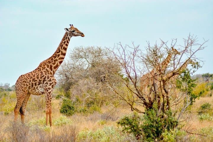 4-Day Private Safari: Mombasa to Tsavo & Amboseli with Kilimanjaro Views photo 4
