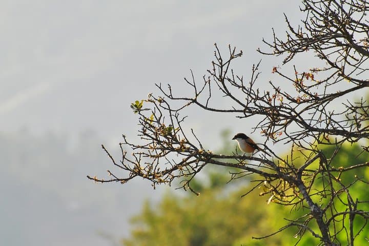 Chisapani to Nagarkot: 4-Day Ridge Hike from Kathmandu with Himalayan Views photo 2