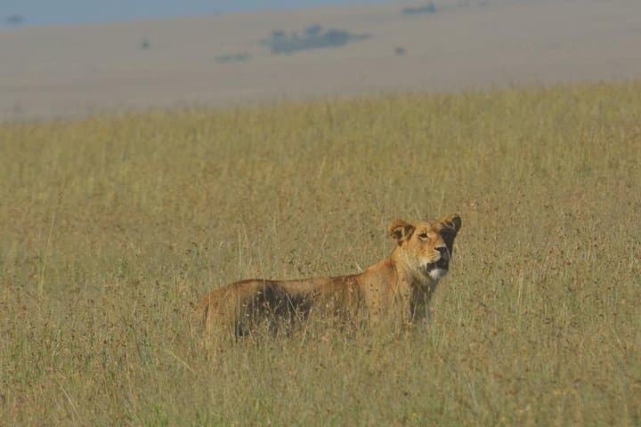 4-Day Maasai Mara to Nakuru Group Safari — Wildebeest Migration & Flamingos photo 2