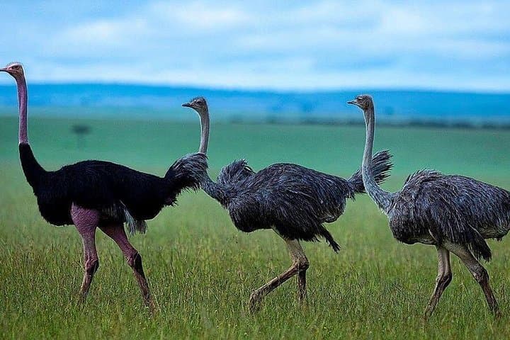 4-Day Maasai Mara to Nakuru Group Safari — Wildebeest Migration & Flamingos photo 3