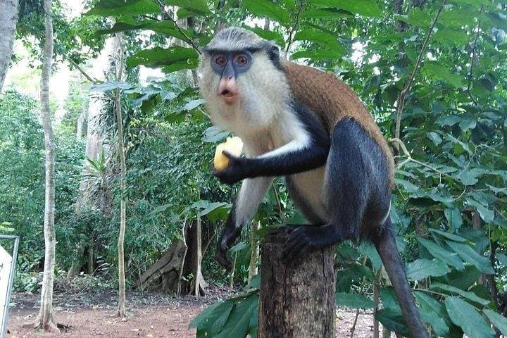 Wli Waterfalls & Monkey Sanctuary Day Tour from Accra — Volta Region Adventure photo 3