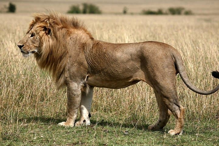 Day Safari: Tala Game Reserve, Natal Park & Phezulu Zulu Cultural Experience from Durban photo 4