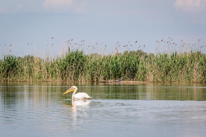 Black Sea & Danube Delta in 48 Hours: Culture, Birdlife and Boat Routes from Bucharest photo 3