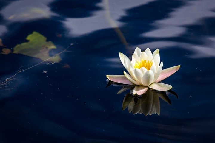 Black Sea & Danube Delta in 48 Hours: Culture, Birdlife and Boat Routes from Bucharest photo 5