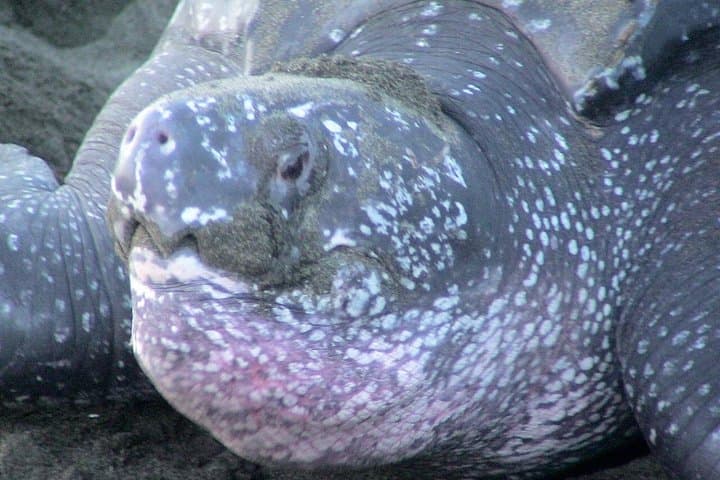 Nighttime Sea Turtle Watching at Playa Gandoca — Guided Nesting Patrols in Gandoca-Manzanillo