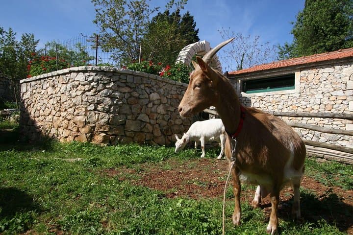 Korčula Mountain E‑Bike Tour: Olive Roads, Secluded Beach & Winery Lunch