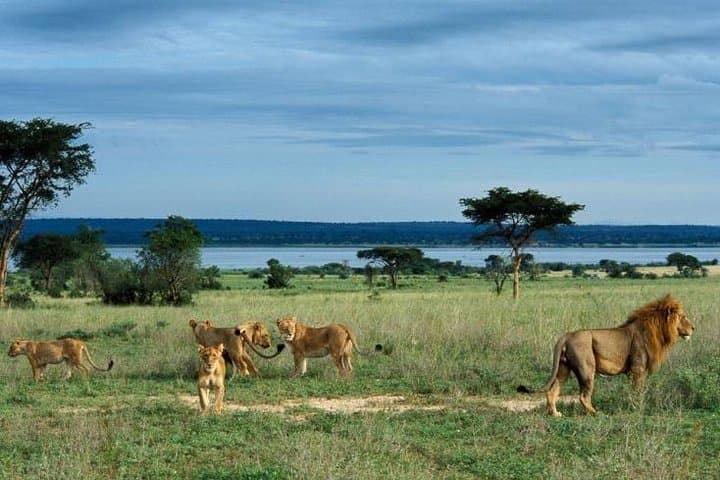 3-Day Murchison Falls Safari: Budget Camping, Game Drives & Nile Boat Cruise photo 2