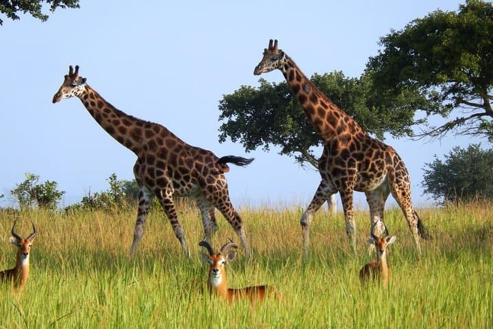 3-Day Murchison Falls Safari: Budget Camping, Game Drives & Nile Boat Cruise photo 3