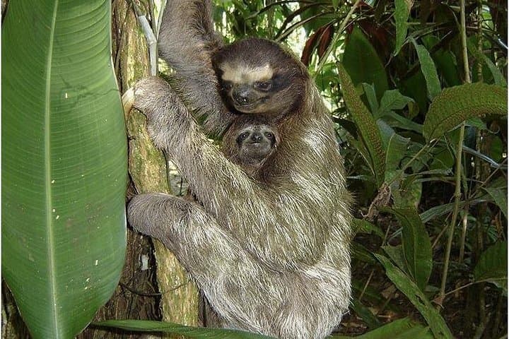 Exploring Gandoca Lagoon: Mangrove Boat Tour & Caribbean Wildlife in Costa Rica photo 2