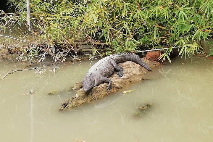 Exploring Gandoca Lagoon: Mangrove Boat Tour & Caribbean Wildlife in Costa Rica photo 3