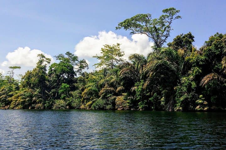 Exploring Gandoca Lagoon: Mangrove Boat Tour & Caribbean Wildlife in Costa Rica photo 4