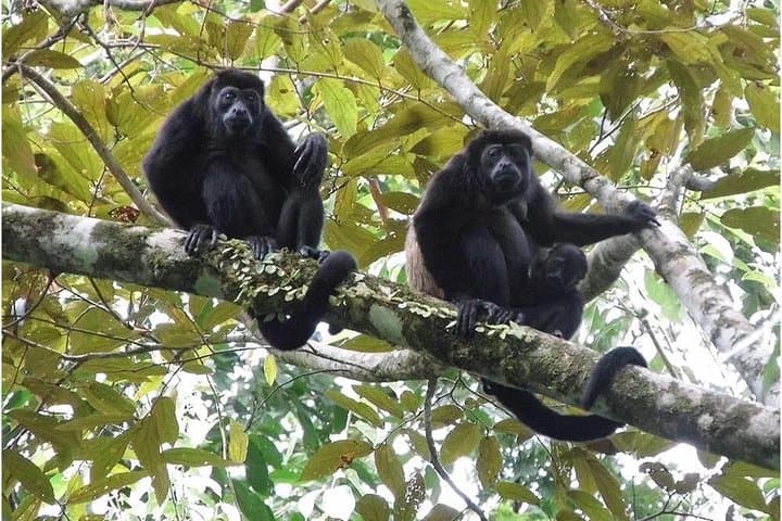 Gandoca-Manzanillo Hike: Caribbean Coastal Trail and Wildlife Viewing photo 5
