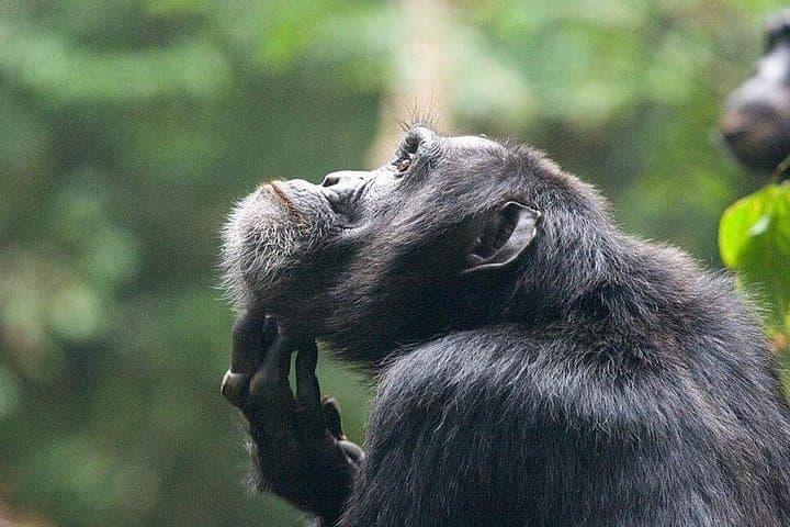 3-Day Chimpanzee Tracking in Kibale National Park — Budget Safari from Kampala